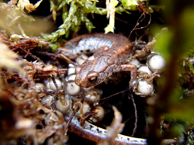 female four toed salamander guarding her nest